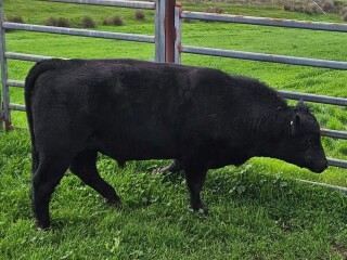 Black angus bull photo 1